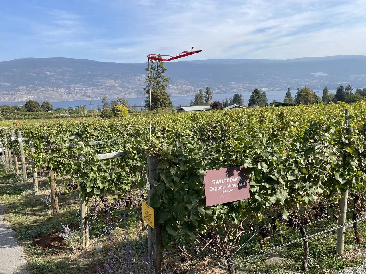 Summerland Wine Tour photo 4